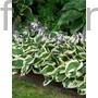 Kép 1/2 - Árnyékliliom - Hosta 'Patriot'