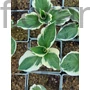 Kép 2/2 - Árnyékliliom - Hosta 'Patriot'