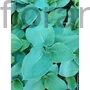 Kép 2/2 - Árnyékliliom - Hosta sieboldiana 'Elegans'