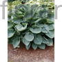 Kép 1/2 - Árnyékliliom - Hosta sieboldiana 'Elegans'