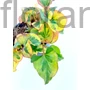 Kép 1/2 - Kaméleonlevél - Houttuynia cordata 'Chameleon'
