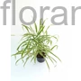 Kép 2/2 - Phalaris arundinacea 'Picta'