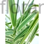 Kép 1/2 - Tarka pántlikafű - Phalaris arundinacea 'Picta'