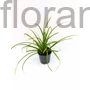 Kép 2/2 - Carex morrowii 'Irish Green'