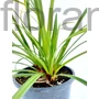 Kép 1/2 - Díszsás - Carex morrowii 'Irish Green'