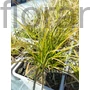 Kép 2/2 - Narancsos sás - Carex testacea