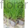 Kép 2/2 - Pampafű - Cortaderia selloana 'White Feather'