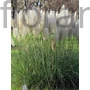 Kép 1/2 - Pampafű - Cortaderia selloana 'White Feather'