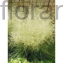 Kép 1/2 - Gyepes sédbúza - Deschampsia cespitosa 'Goldtau'
