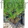 Kép 2/2 - Gyepes sédbúza - Deschampsia cespitosa 'Goldtau'