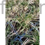 Kép 2/2 - Gyepes sédbúza - Deschampsia cespitosa 'Tauträger'