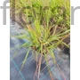 Kép 2/2 - Pompás tőtippan - Eragrostis spectabilis