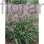 Kép 1/2 - Tollborzfű - Pennisetum 'Red Head'