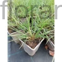 Kép 2/2 - Tollborzfű - Pennisetum 'Red Head'
