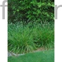 Kép 1/2 - Nyúlfarkfű - Sesleria 'Greenlee Hybrid'