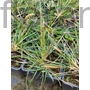 Kép 2/2 - Nyúlfarkfű - Sesleria 'Greenlee Hybrid'