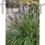 Kép 1/2 - Tollborzfű - Pennisetum 'Black Beauty'