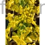 Kép 1/2 - Oregánó - Origanum vulgare 'Gold Nuggett'