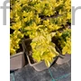 Kép 2/2 - Oregánó - Origanum vulgare 'Gold Nuggett'