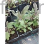 Kép 2/2 - Orvosi zsálya - Salvia officinalis 'Purpurascens'