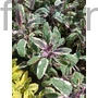 Kép 1/2 - Orvosi zsálya - Salvia officinalis 'Hexenmantel'