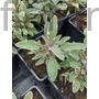 Kép 2/2 - Orvosi zsálya - Salvia officinalis 'Hexenmantel'