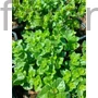 Kép 1/2 - Indián menta - Satureja douglasii