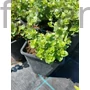 Kép 2/2 - Indián menta - Satureja douglasii