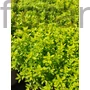 Kép 1/2 - Citrom illatú kakukkfű - Thymus citridorus 'Goldy'