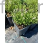 Kép 2/2 - Kakukkfű - Thymus vulgaris 'Fredo'