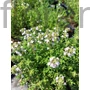 Kép 1/2 - Kakukkfű - Thymus vulgaris 'Fredo'