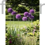 Kép 2/2 - Díszhagyma - Allium 'Ambassador'
