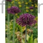 Kép 2/2 - Díszhagyma - Allium atropurpureum