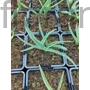 Kép 2/2 - Díszhagyma - Allium atropurpureum