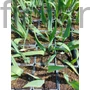 Kép 2/2 - Aranysárga díszhagyma - Allium moly (luteum)