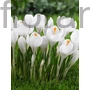 Kép 2/2 - Krókusz - Crocus 'Jeanne d'Arc'
