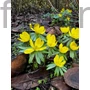 Kép 1/2 - Téltemető - Eranthis cilicica