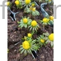 Kép 2/2 - Téltemető - Eranthis cilicica
