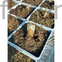 Kép 2/2 - Császárkorona - Fritillaria persica 'Adiyaman'