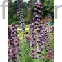 Kép 1/2 - Császárkorona - Fritillaria persica 'Adiyaman'
