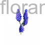Kép 1/2 - Gyöngyike - Muscari armeniacum