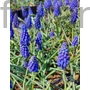Kép 2/2 - Gyöngyike - Muscari armeniacum
