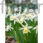Kép 2/2 - Nárcisz - Narcissus 'Elka'
