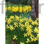 Kép 2/2 - Nárcisz - Narcissus 'February Gold'