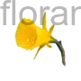 Kép 1/2 - Nárcisz - Narcissus bulbocodium 'Golden Bells'