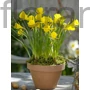 Kép 2/2 - Nárcisz - Narcissus bulbocodium 'Golden Bells'