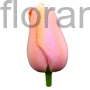 Kép 1/2 - Tulipán - Tulipa 'Menton'