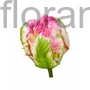 Kép 1/2 - Tulipán - Tulip 'Pink Vision' cserépben