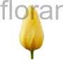 Kép 1/2 - Tulipán - Tulipa 'Big Smile'