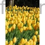 Kép 2/2 - Tulipán - Tulipa 'Big Smile'
